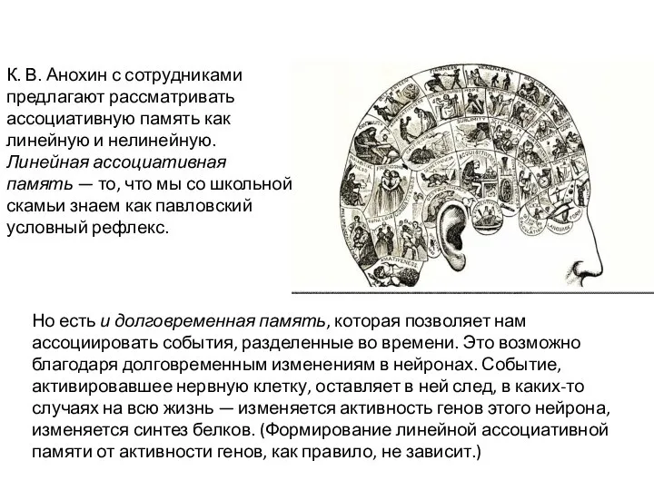 К. В. Анохин с сотрудниками предлагают рассматривать ассоциативную память как линейную и