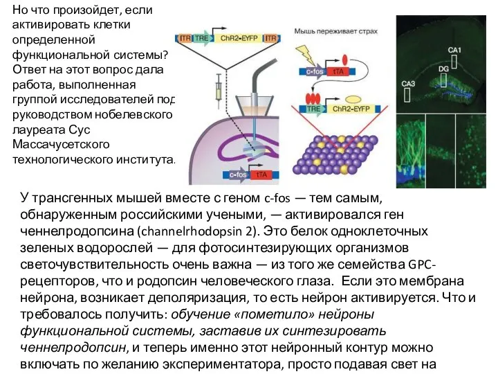 Но что произойдет, если активировать клетки определенной функциональной системы? Ответ на этот