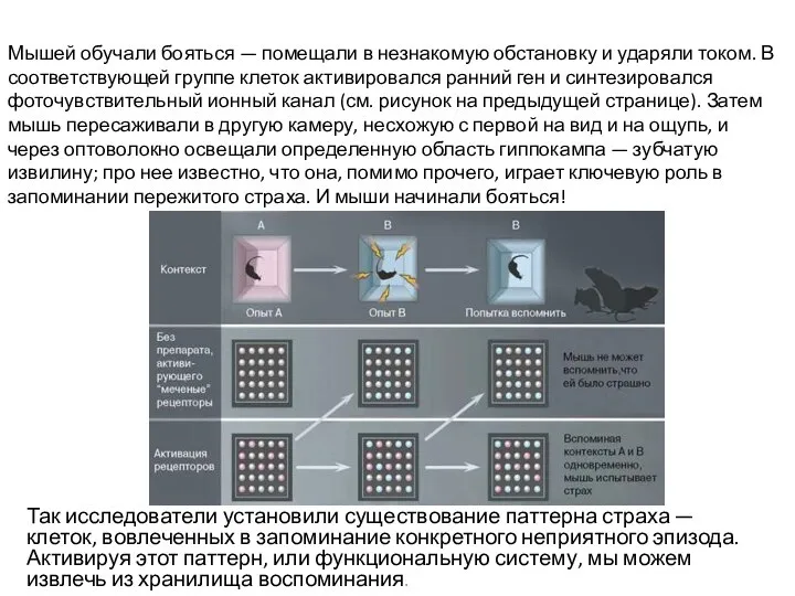 Мышей обучали бояться — помещали в незнакомую обстановку и ударяли током. В