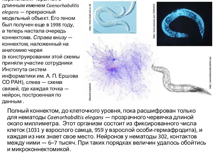 Коротенький червячок с длинным именем Caenorhabditis elegans — прекрасный модельный объект. Его