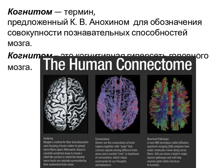 Когнитом — термин, предложенный К. В. Анохином для обозначения совокупности познавательных способностей