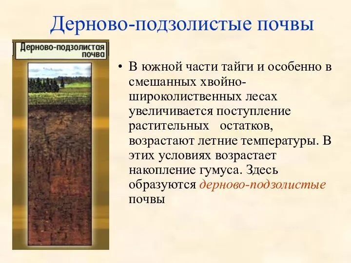 Дерново-подзолистые почвы В южной части тайги и особенно в смешанных хвойно-широколиственных лесах