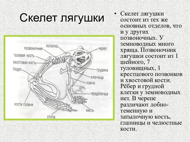 Скелет лягушки Скелет лягушки состоит из тех же основных отделов, что и