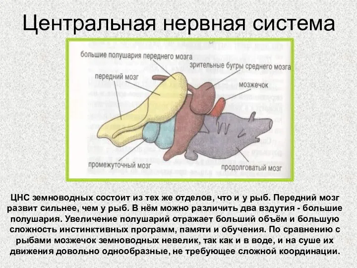 Центральная нервная система ЦНС земноводных состоит из тех же отделов, что и