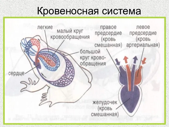 Кровеносная система