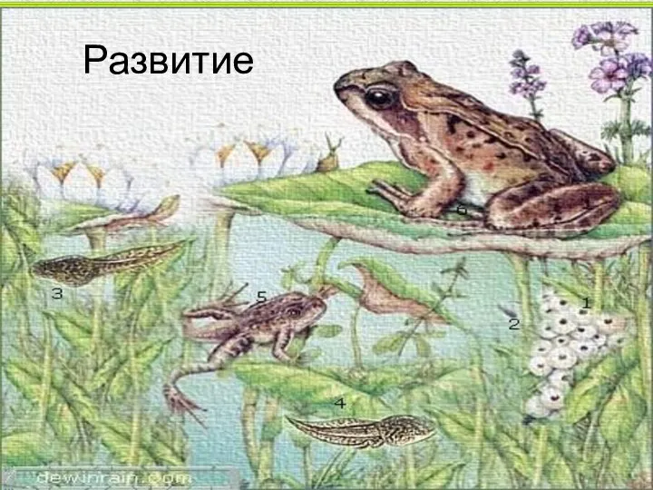 Развитие