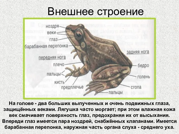 Внешнее строение На голове - два больших выпученных и очень подвижных глаза,