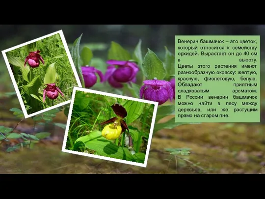 Венерин башмачок – это цветок, который относится к семейству орхидей. Вырастает он