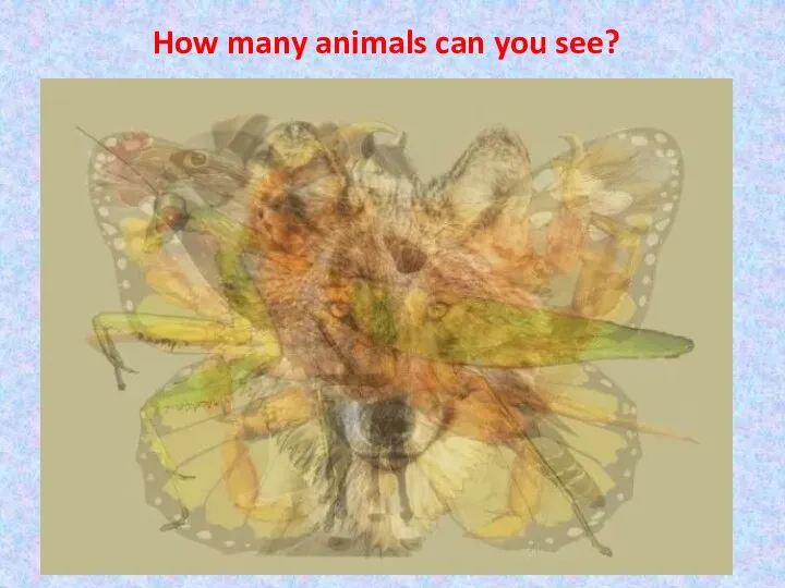 How many animals can you see?