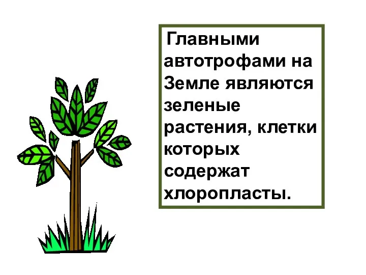Главными автотрофами на Земле являются зеленые растения, клетки которых содержат хлоропласты.