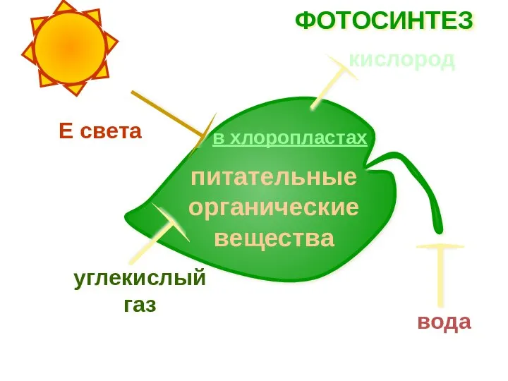 питательные органические вещества вода углекислый газ Е света кислород ФОТОСИНТЕЗ в хлоропластах