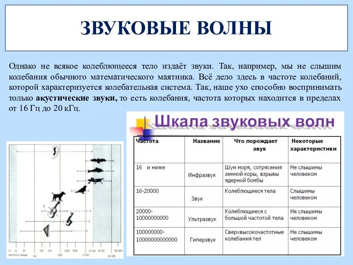 ЗВУКОВЫЕ ВОЛНЫ Однако не всякое колеблющееся тело издаёт звуки. Так, например, мы