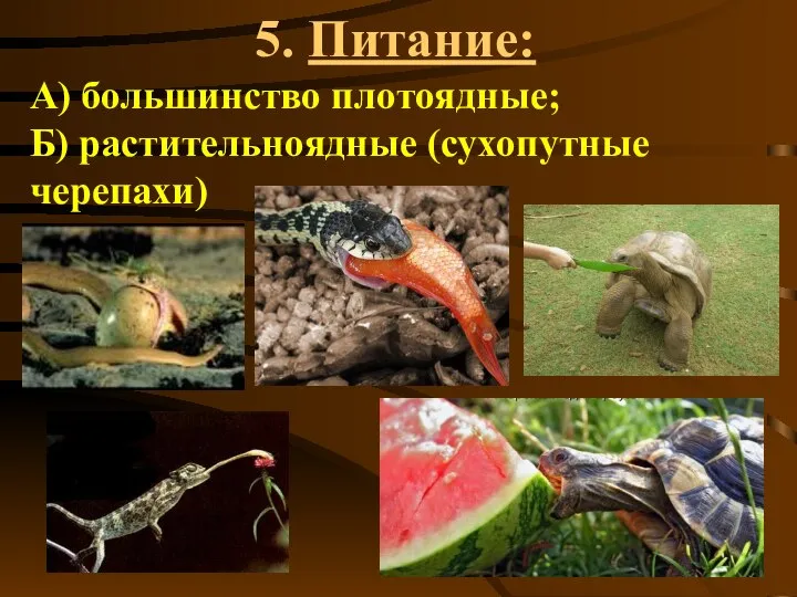 5. Питание: А) большинство плотоядные; Б) растительноядные (сухопутные черепахи)