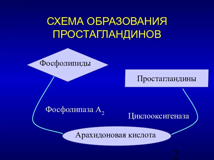 Простагландины Фосфолипаза А2 Циклооксигеназа Арахидоновая кислота Фосфолипиды СХЕМА ОБРАЗОВАНИЯ ПРОСТАГЛАНДИНОВ