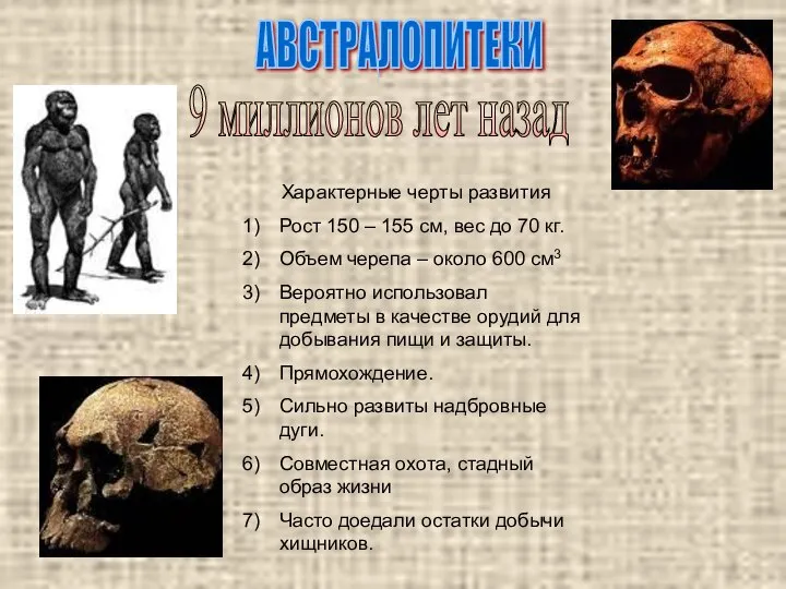 АВСТРАЛОПИТЕКИ 9 миллионов лет назад Характерные черты развития Рост 150 – 155