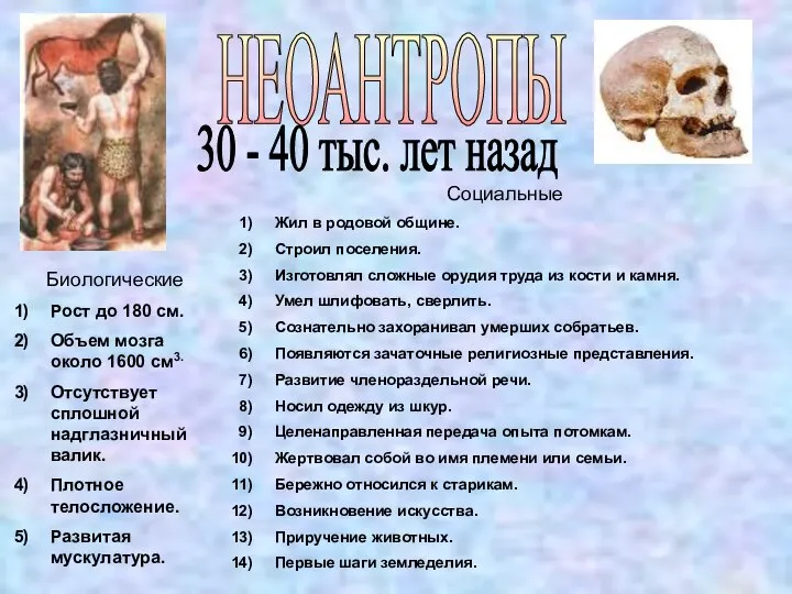 НЕОАНТРОПЫ 30 - 40 тыс. лет назад Биологические Рост до 180 см.