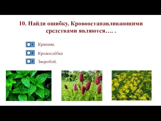 10. Найди ошибку. Кровоостанавливающими средствами являются…. . Крапива. Зверобой. Кровохлёбка