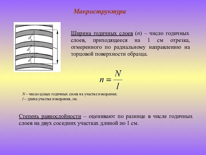 Макроструктура Ширина годичных слоев (n) – число годичных слоев, приходящееся на 1