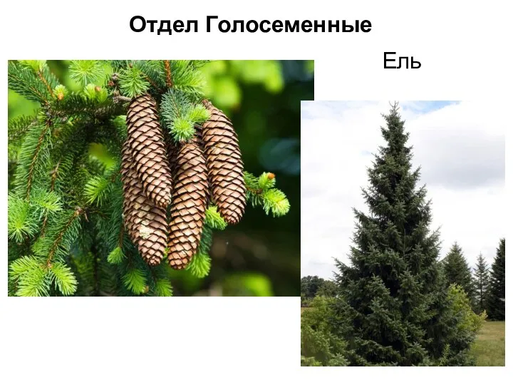 Ель Отдел Голосеменные