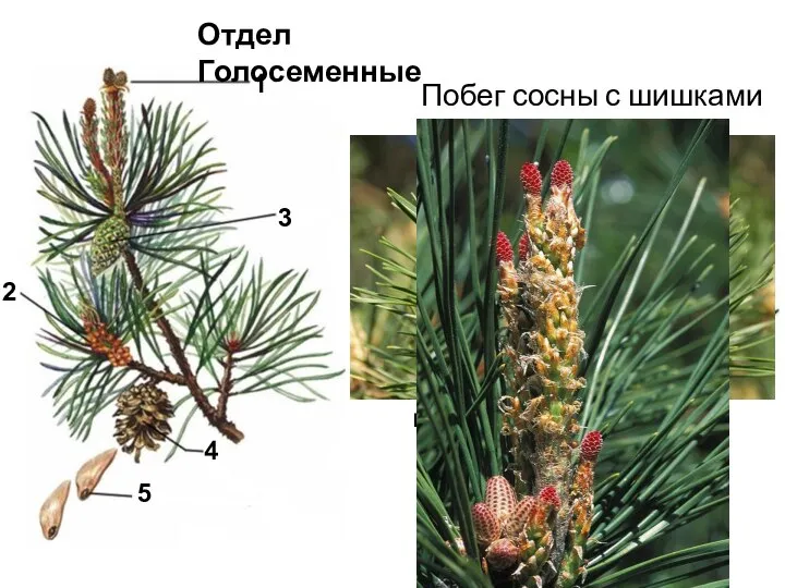 Побег сосны с шишками Отдел Голосеменные мужские женские шишки шишки 1 2