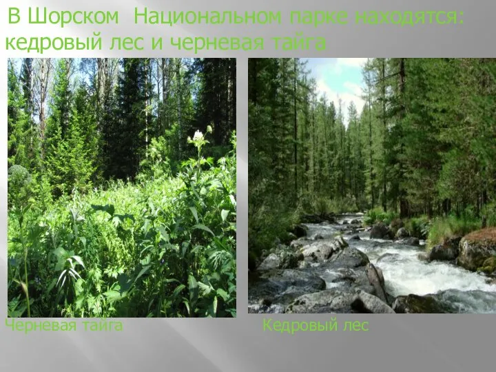 В Шорском Национальном парке находятся: кедровый лес и черневая тайга. Черневая тайга Кедровый лес