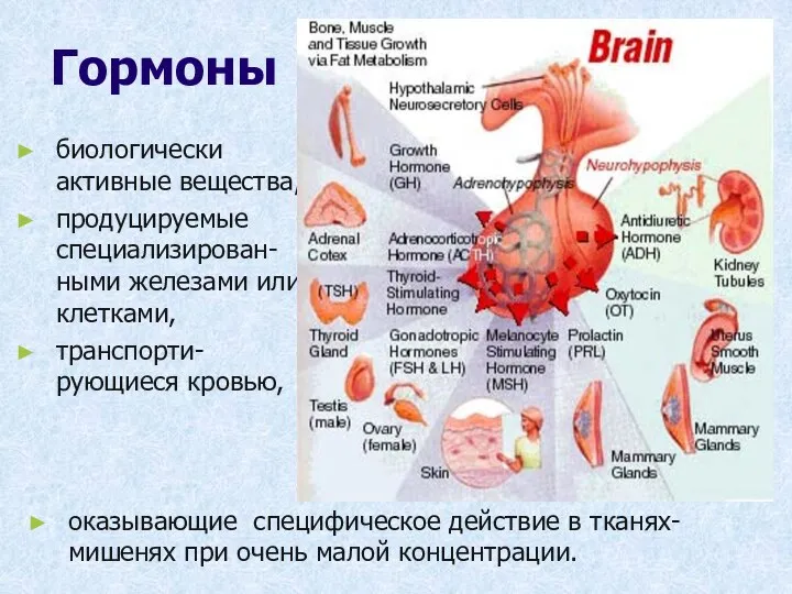 Гормоны биологически активные вещества, продуцируемые специализирован-ными железами или клетками, транспорти-рующиеся кровью, оказывающие