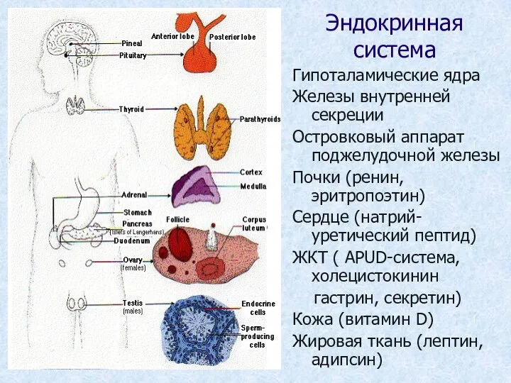 Эндокринная система Гипоталамические ядра Железы внутренней секреции Островковый аппарат поджелудочной железы Почки