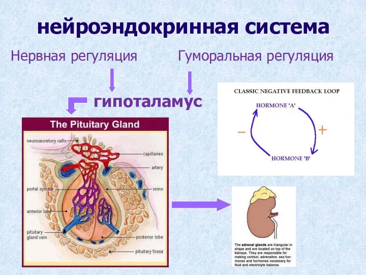 нейроэндокринная система гипоталамус Нервная регуляция Гуморальная регуляция