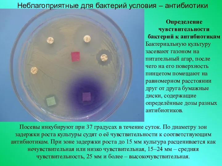 Неблагоприятные для бактерий условия – антибиотики Посевы инкубируют при 37 градусах в