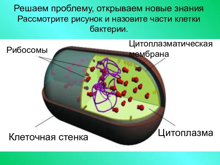 Решаем проблему, открываем новые знания Рассмотрите рисунок и назовите части клетки бактерии.