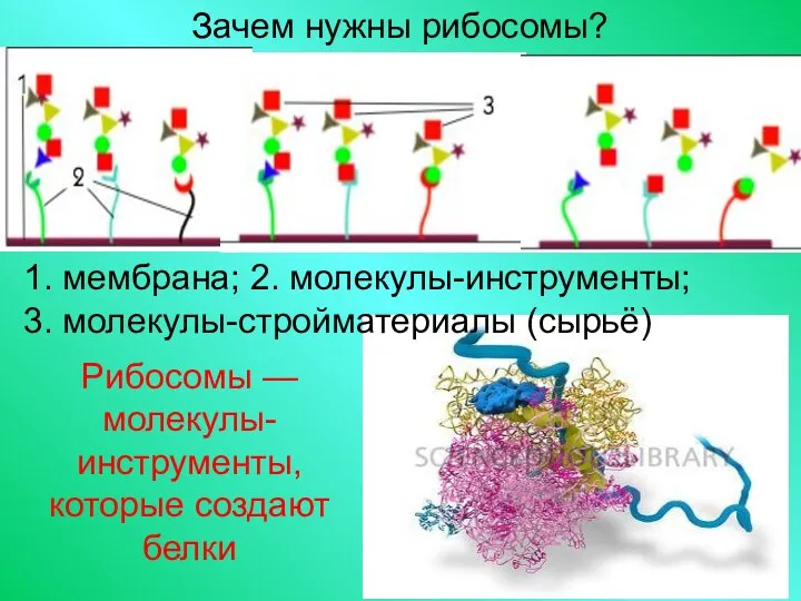 Зачем нужны рибосомы? Рибосомы — молекулы-инструменты, которые создают белки 1. мембрана; 2. молекулы-инструменты; 3. молекулы-стройматериалы (сырьё)