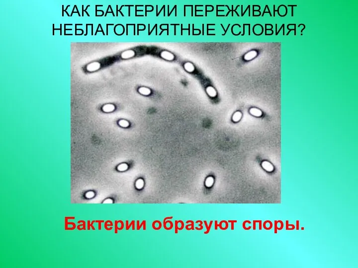 КАК БАКТЕРИИ ПЕРЕЖИВАЮТ НЕБЛАГОПРИЯТНЫЕ УСЛОВИЯ? Бактерии образуют споры.