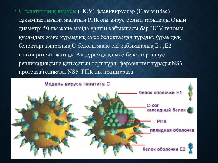 С гепатиттінің вирусы (HCV) флавивирустар (Flaviviridae) тұқымдастығына жататын РНҚ-лы вирус болып табылады.Оның
