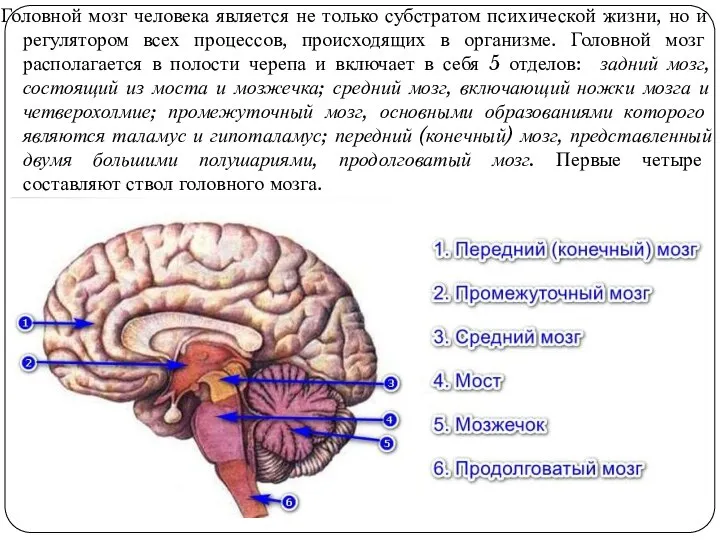 Головной мозг человека является не только субстратом психической жизни, но и регулятором