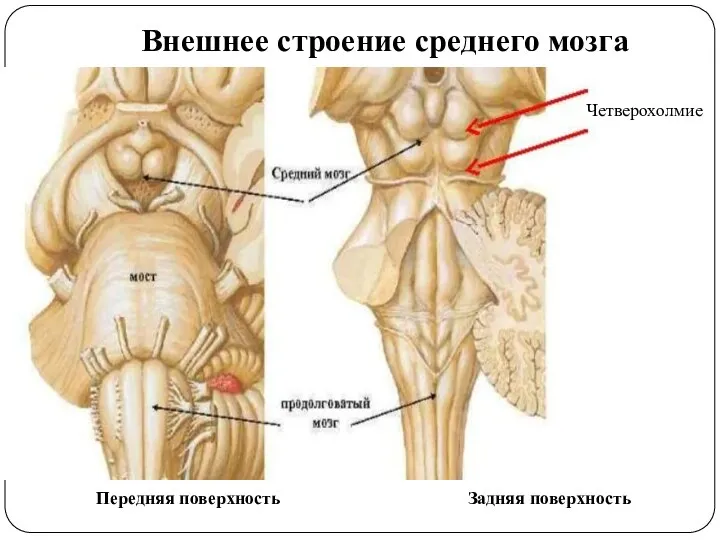 Внешнее строение среднего мозга Передняя поверхность Задняя поверхность Четверохолмие