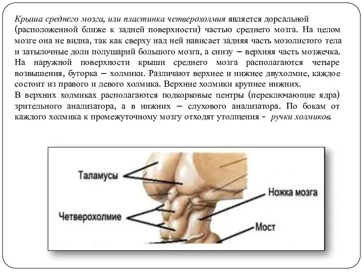 Крыша среднего мозга, или пластинка четверохолмия является дорсальной (расположенной ближе к задней