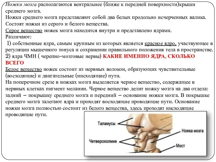 Ножки мозга располагаются вентральнее (ближе к передней поверхности)крыши среднего мозга. Ножки среднего