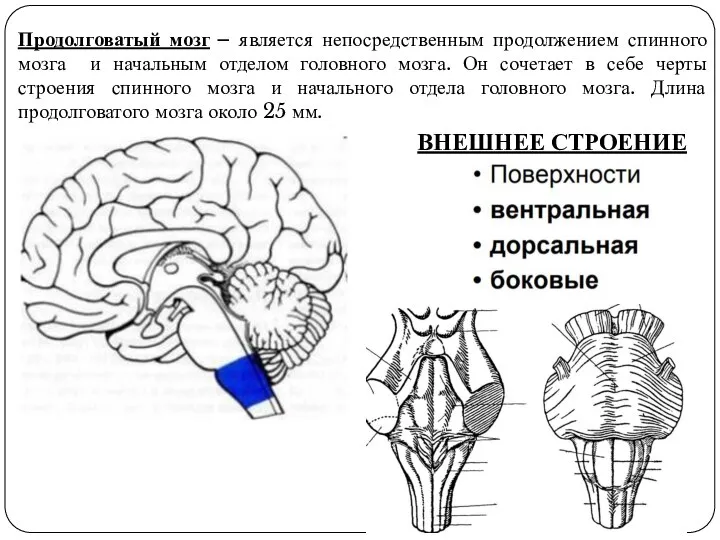 Продолговатый мозг – является непосредственным продолжением спинного мозга и начальным отделом головного