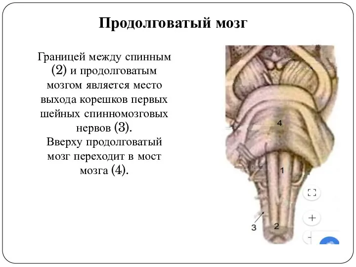 Границей между спинным (2) и продолговатым мозгом является место выхода корешков первых