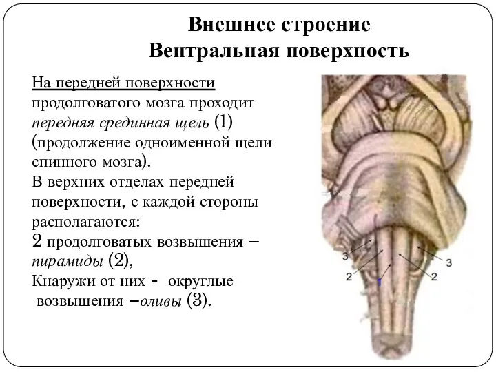 Внешнее строение Вентральная поверхность На передней поверхности продолговатого мозга проходит передняя срединная