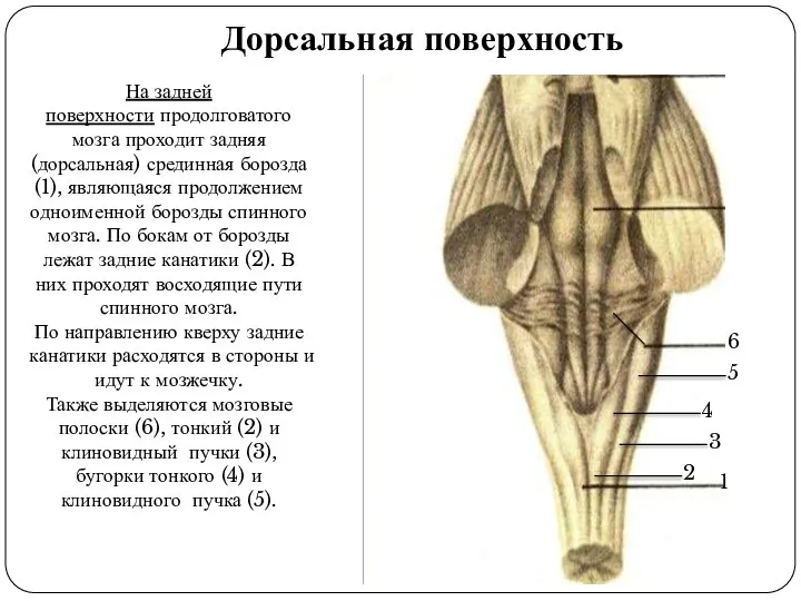 Дорсальная поверхность На задней поверхности продолговатого мозга проходит задняя (дорсальная) срединная борозда