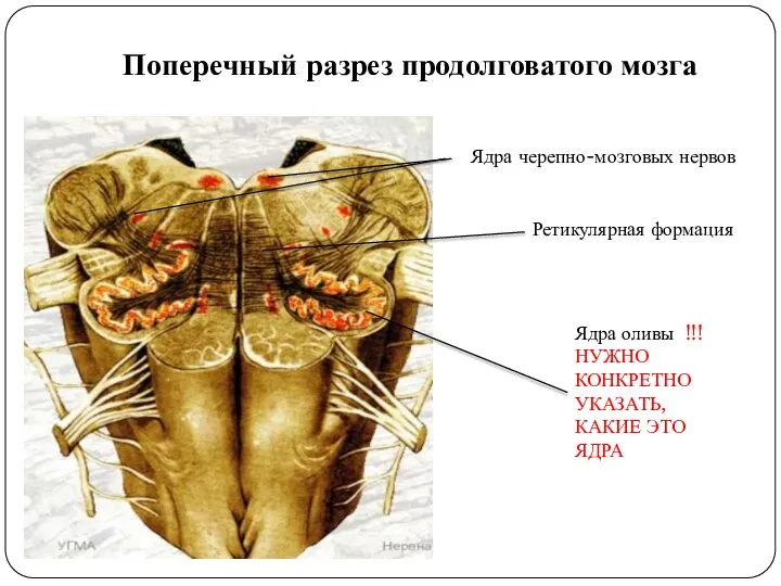 Поперечный разрез продолговатого мозга Ядра оливы !!!НУЖНО КОНКРЕТНО УКАЗАТЬ, КАКИЕ ЭТО ЯДРА