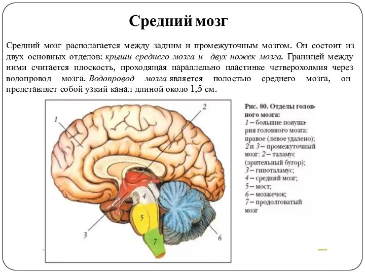 Средний мозг Средний мозг располагается между задним и промежуточным мозгом. Он состоит