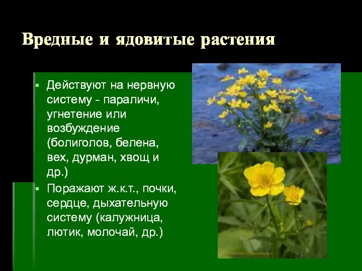 Вредные и ядовитые растения Действуют на нервную систему - параличи, угнетение или