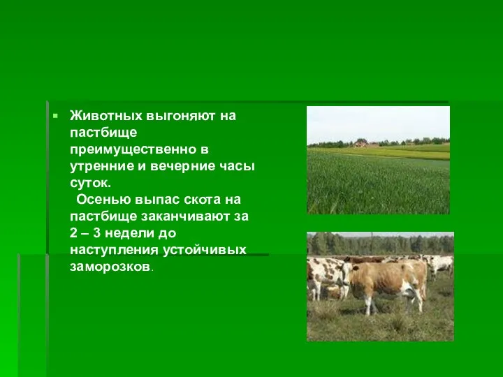 Животных выгоняют на пастбище преимущественно в утренние и вечерние часы суток. Осенью