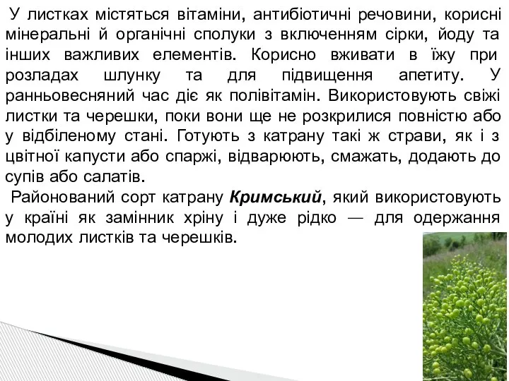 У листках містяться вітаміни, антибіотичні речовини, корисні мінеральні й органічні сполуки з