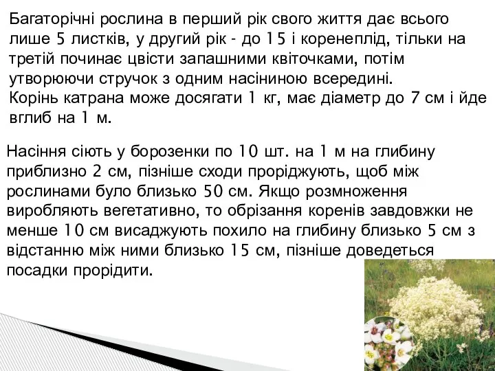 Багаторічні рослина в перший рік свого життя дає всього лише 5 листків,