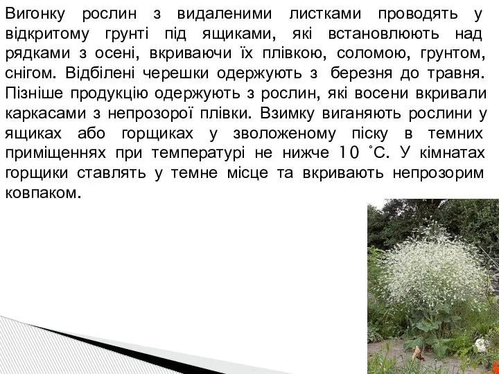 Вигонку рослин з видаленими листками проводять у відкритому грунті під ящиками, які