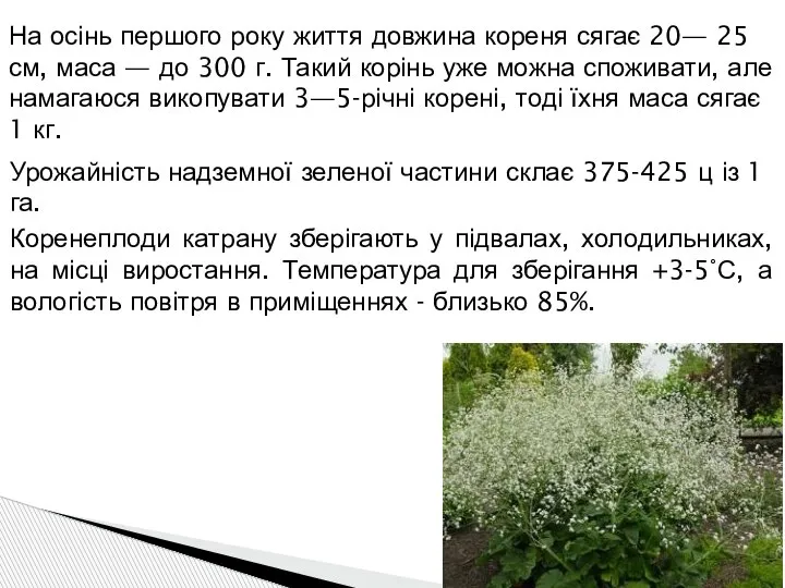 Урожайність надземної зеленої частини склає 375-425 ц із 1 га. На осінь