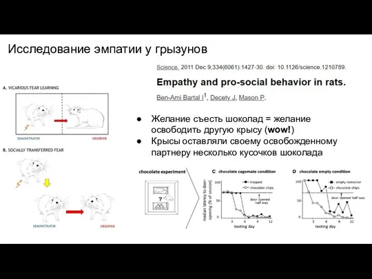 Желание съесть шоколад = желание освободить другую крысу (wow!) Крысы оставляли своему